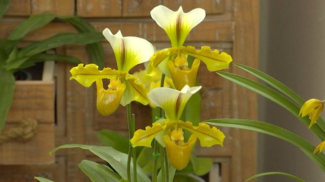 無綫新聞 TVB News