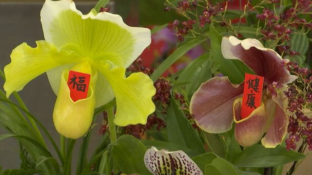 無綫新聞 TVB News