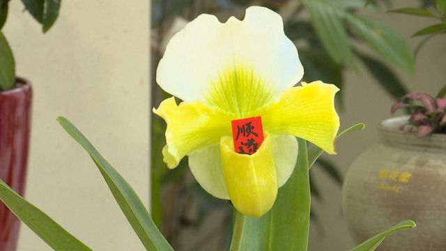 無綫新聞 TVB News