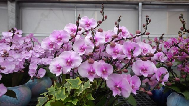 無綫新聞 TVB News