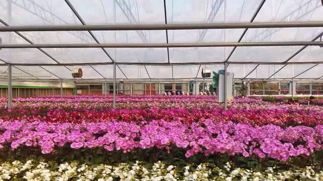 無綫新聞 TVB News