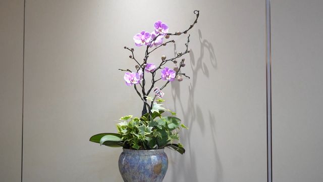 無綫新聞 TVB News