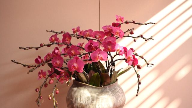 無綫新聞 TVB News