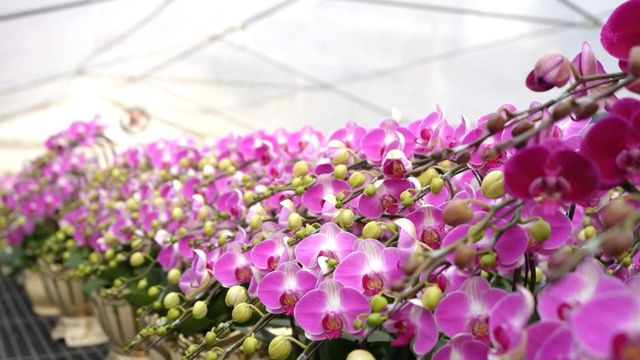 無綫新聞 TVB News