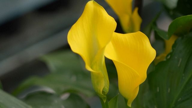 無綫新聞 TVB News