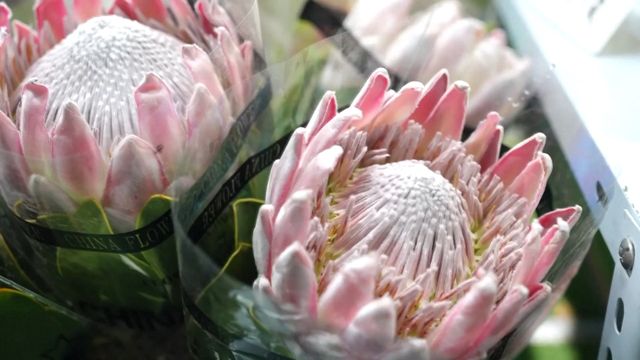 無綫新聞 TVB News