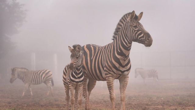 無綫新聞 TVB News