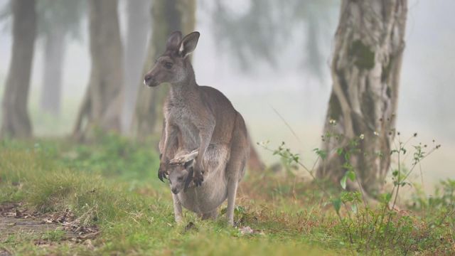 無綫新聞 TVB News