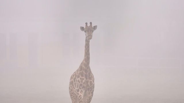 無綫新聞 TVB News