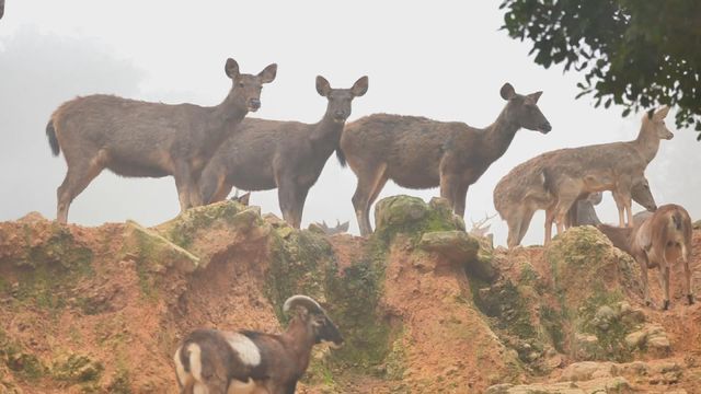 無綫新聞 TVB News