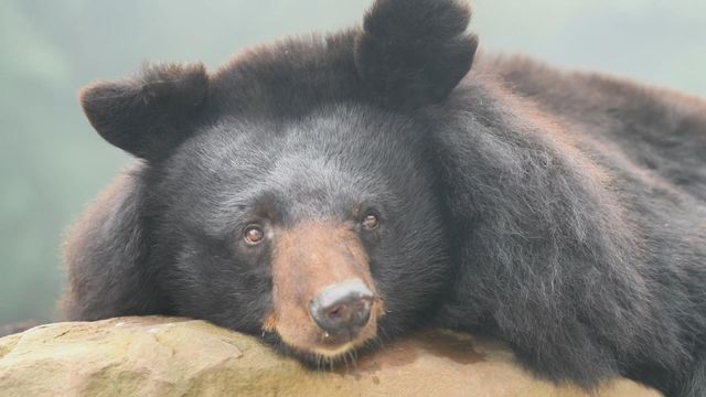 無綫新聞 TVB News