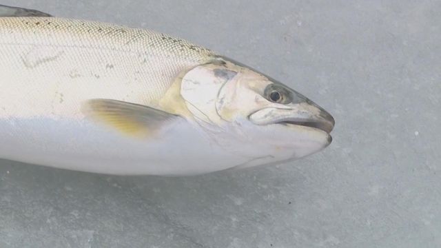 無綫新聞 TVB News 無綫新聞 TVB News