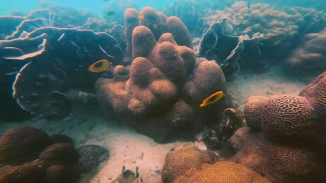 無綫新聞 TVB News