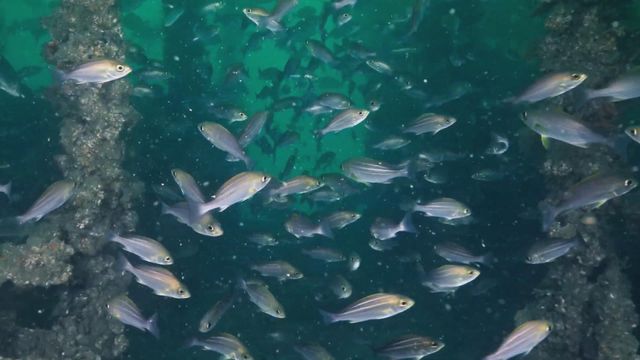 無綫新聞 TVB News