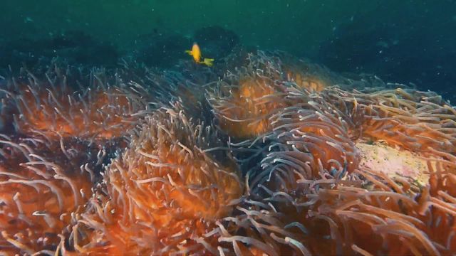 無綫新聞 TVB News