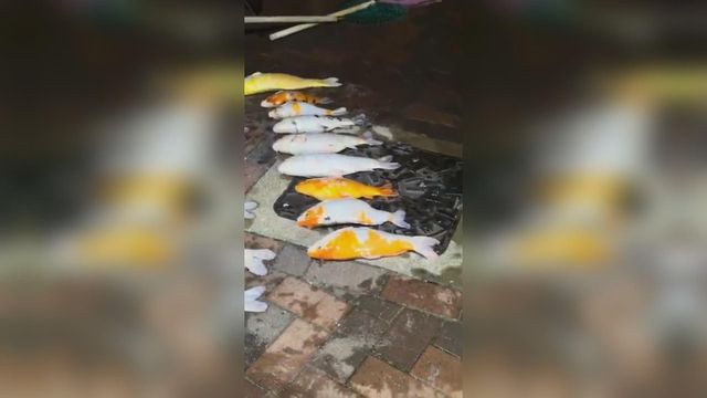 養殖錦鯉｜空間需求大、定期換水　養活容易養好難｜延伸閱讀