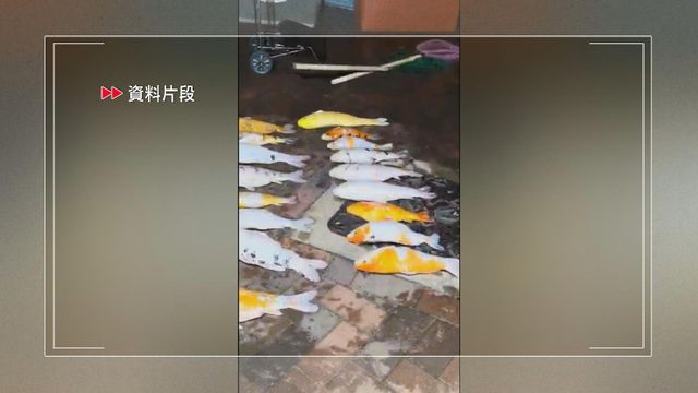 將軍澳景林邨清洗魚池過百條魚死亡　據悉警以涉殘酷對待動物拘清潔公司管工