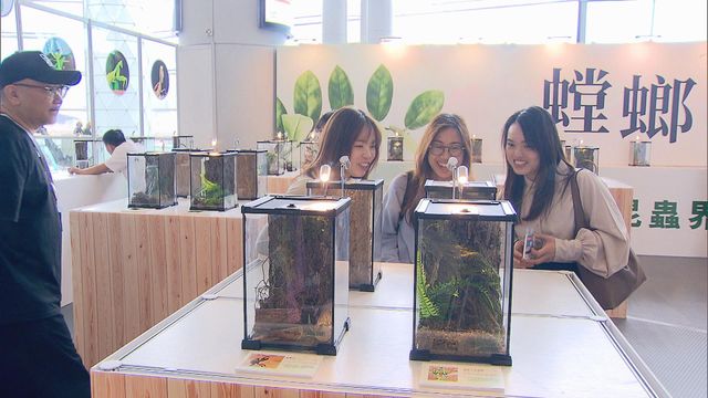 無綫新聞 TVB News