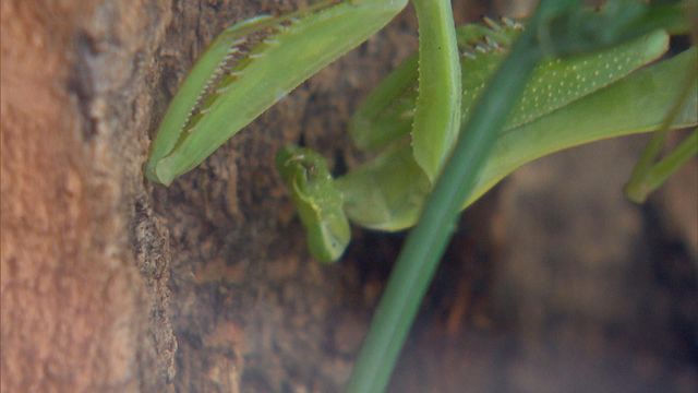 無綫新聞 TVB News