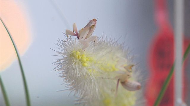 無綫新聞 TVB News