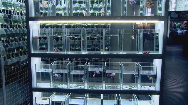 無綫新聞 TVB News