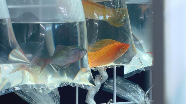 無綫新聞 TVB News