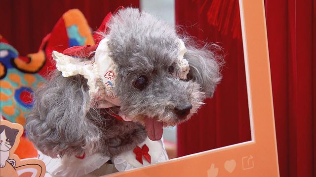 無綫新聞 TVB News