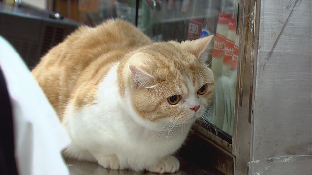 無綫新聞 TVB News