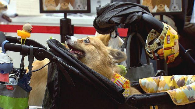 無綫新聞 TVB News