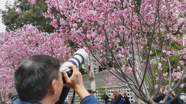 無綫新聞 TVB News