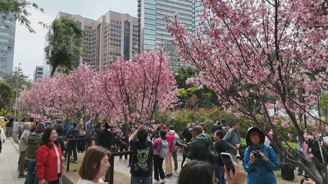 無綫新聞 TVB News