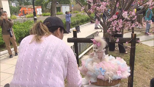 無綫新聞 TVB News