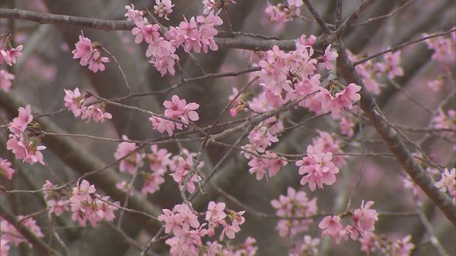 無綫新聞 TVB News