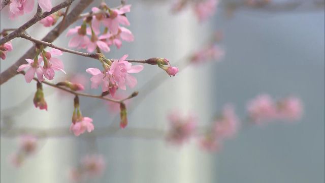 無綫新聞 TVB News