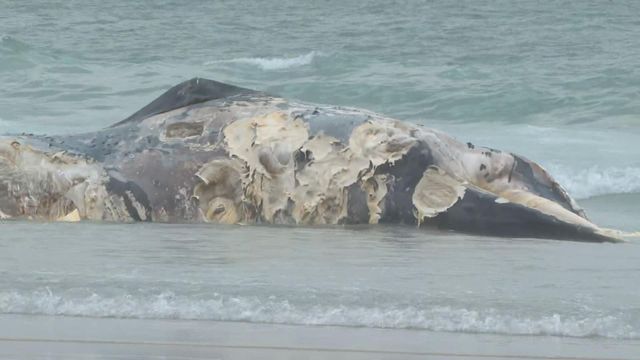 無綫新聞 TVB News