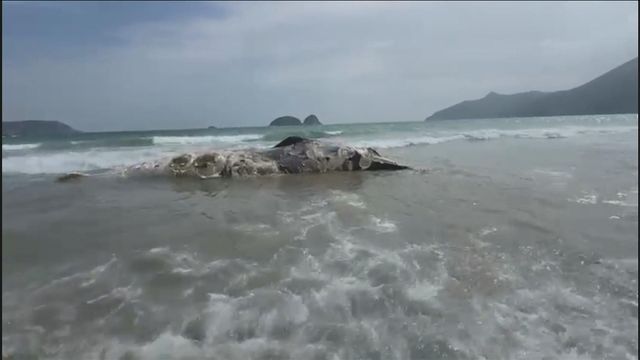 無綫新聞 TVB News