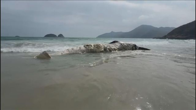 無綫新聞 TVB News