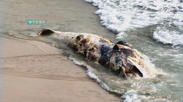 無綫新聞 TVB News