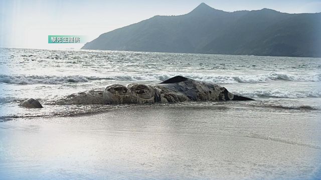 無綫新聞 TVB News