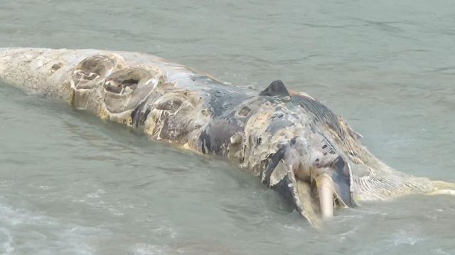 無綫新聞 TVB News