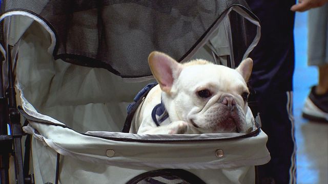 無綫新聞 TVB News