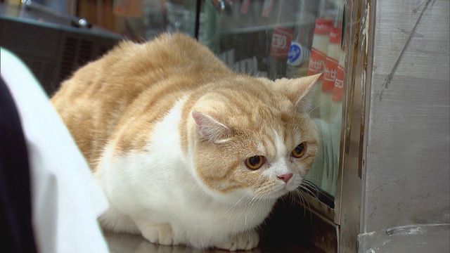 無綫新聞 TVB News