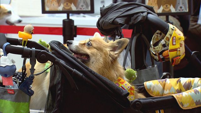 無綫新聞 TVB News