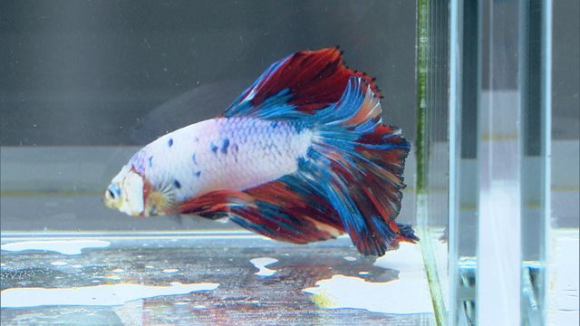 無綫新聞 TVB News