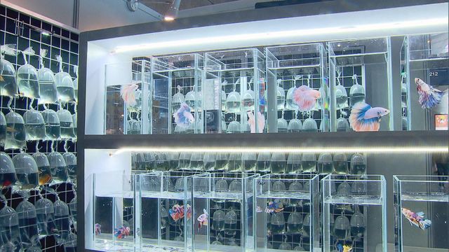 無綫新聞 TVB News