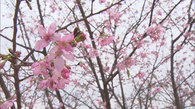 無綫新聞 TVB News 無綫新聞 TVB News