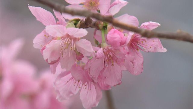 無綫新聞 TVB News 無綫新聞 TVB News