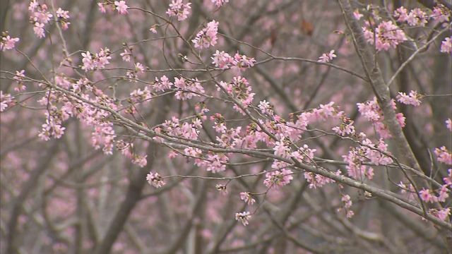 無綫新聞 TVB News 無綫新聞 TVB News