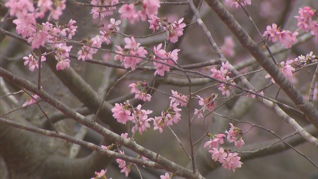 無綫新聞 TVB News 無綫新聞 TVB News