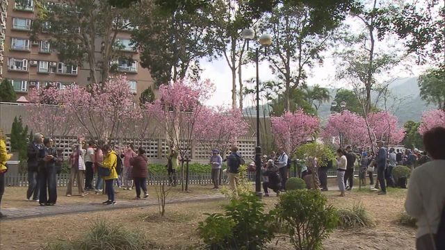 無綫新聞 TVB News 無綫新聞 TVB News